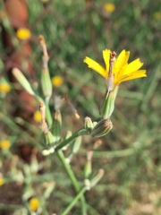 Chondrilla juncea