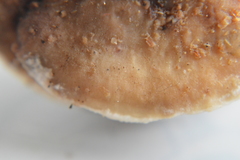 Steccherinum rawakense