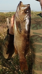 Sebastes serranoides