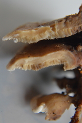 Steccherinum rawakense