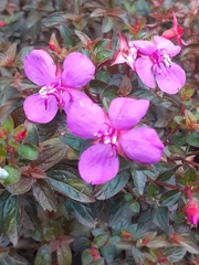 Heterocentron subtriplinervium