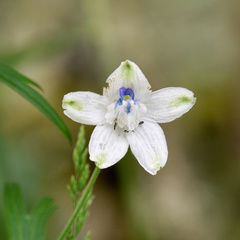 Delphinium leucophaeum