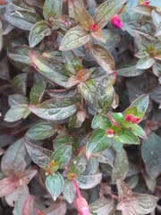 Heterocentron subtriplinervium