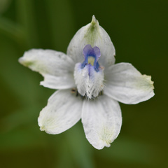 Delphinium leucophaeum