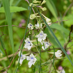 Delphinium leucophaeum