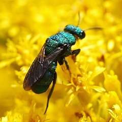 Parnopes