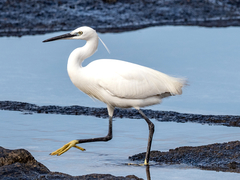 Little Egret - Photo (c) Bengt Nyman, some rights reserved (CC BY)