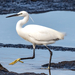 Little Egret - Photo (c) Bengt Nyman, some rights reserved (CC BY)