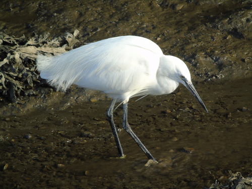 Foto de Little Egret