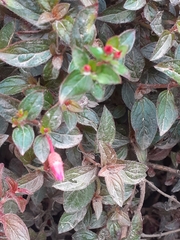 Heterocentron subtriplinervium