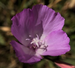 Clarkia lewisii