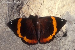 Opsiphanes quiteria meridionalis