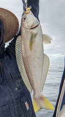 Caulolatilus princeps