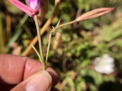 Clarkia lewisii