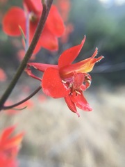 Delphinium cardinale