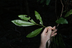 Anthocarapa nitidula