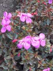 Heterocentron subtriplinervium