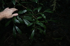 Anthocarapa nitidula