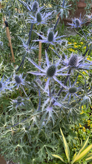 Eryngium amethystinum