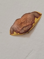 Nothomiza flavicosta