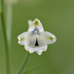 Delphinium leucophaeum