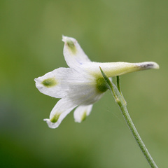 Delphinium leucophaeum