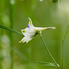 Delphinium leucophaeum