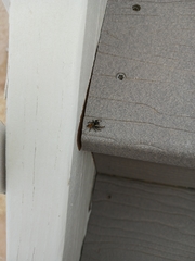 Phidippus insignarius