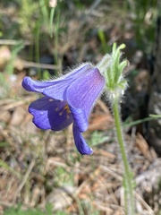 Pulsatilla ambigua