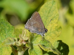 Satyrium tetra
