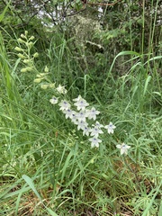 Delphinium leucophaeum