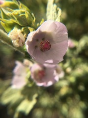 Malacothamnus aboriginum