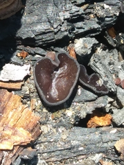 Pseudoplectania nigrella