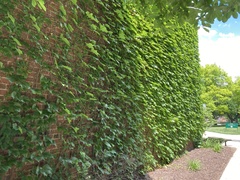 Parthenocissus tricuspidata