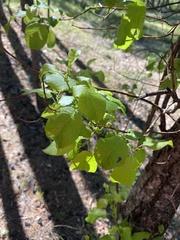Salix pyrolifolia