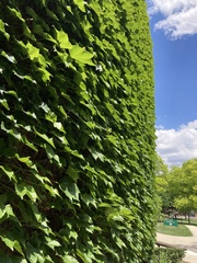 Parthenocissus tricuspidata