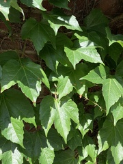 Parthenocissus tricuspidata