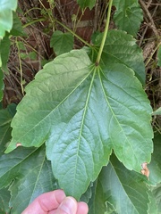 Parthenocissus tricuspidata