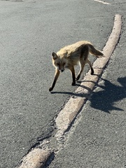 Vulpes vulpes deletrix