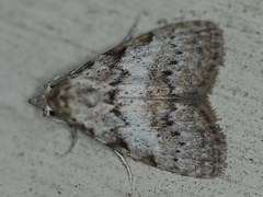 Nola desmotes
