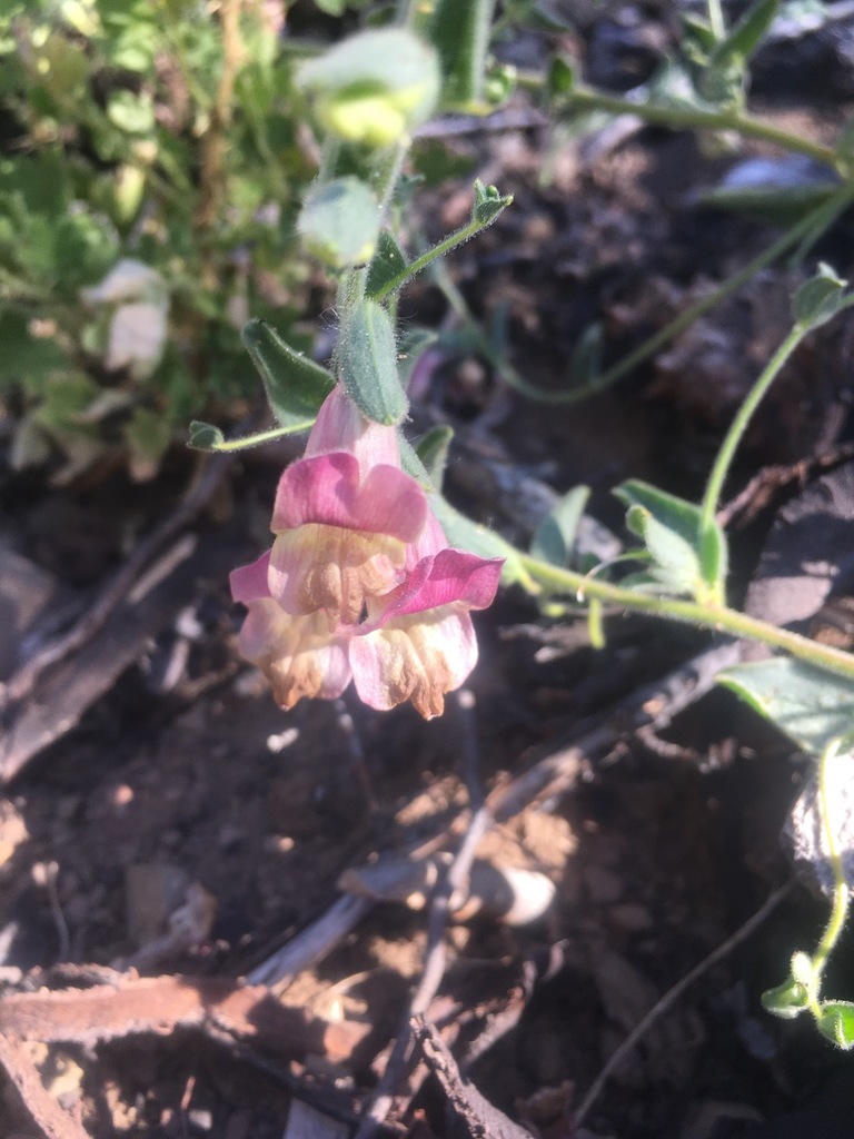 oval-leaved snapdragon