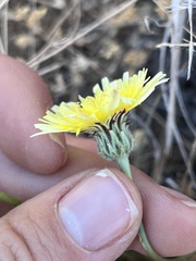 Malacothrix californica