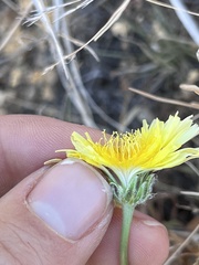 Malacothrix californica