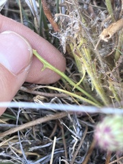 Malacothrix californica