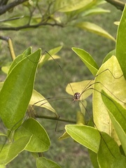 Image of Leiobunum bimaculatum