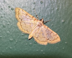 Polygrammodes flavidalis