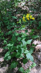 Solidago auriculata
