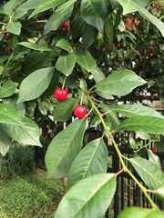 Prunus avium