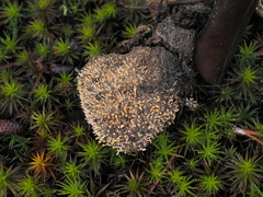 Stilbella fimetaria