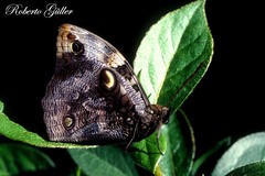 Opsiphanes quiteria meridionalis